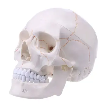 Модель человеческого черепа J6PA в натуральную величину Анатомический скелет для медицинского обучения анатомии для Hea